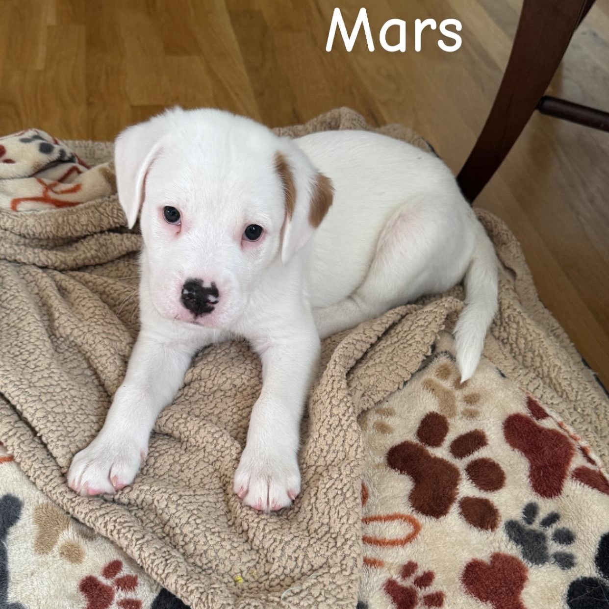 Mars, ADOPTABLE, Puppy Male Australian Shepherd.