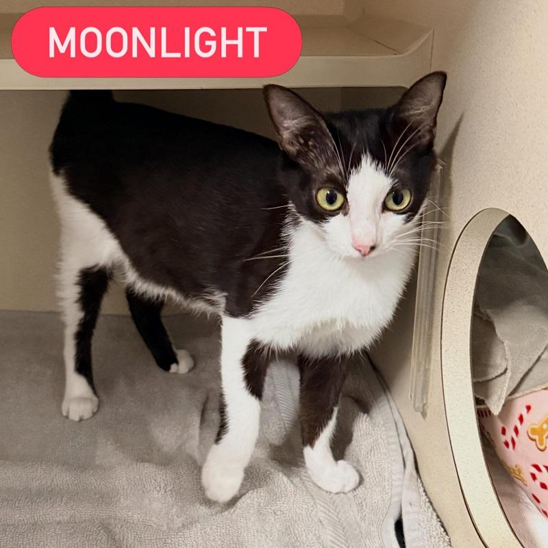 Enlarge MOONLIGHT, a ADOPTABLE Domestic Short Hair in Pegram, TN image 2/3