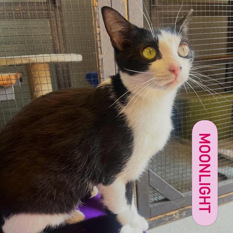 Enlarge MOONLIGHT, a ADOPTABLE Domestic Short Hair in Pegram, TN image 3/3