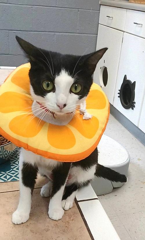 MOONLIGHT, ADOPTABLE, Adult Female Domestic Short Hair.