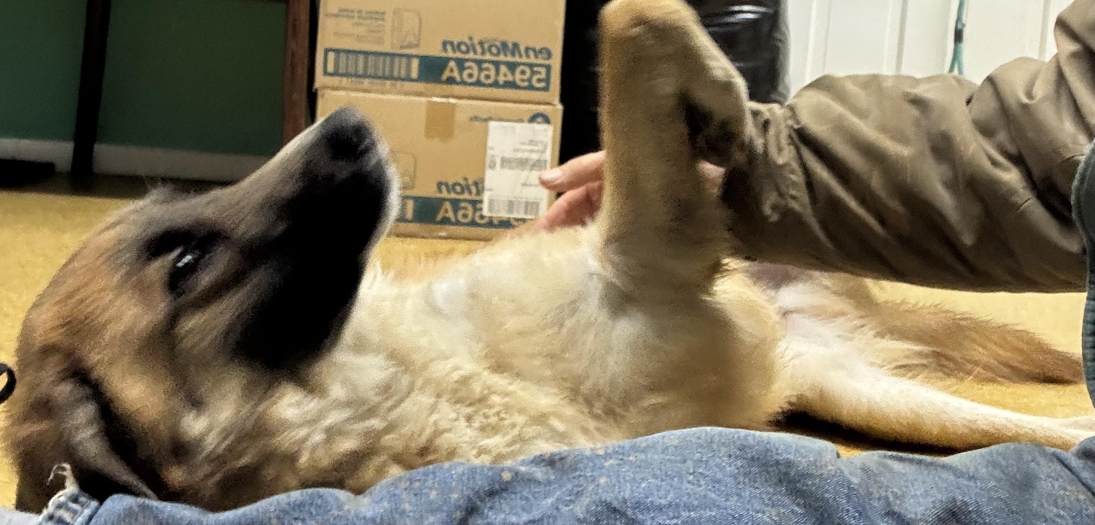 Whiskey, a Adoptable mixed breed in Rogersville, TN image 3/6