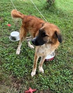 Whiskey, a Adoptable mixed breed in Rogersville, TN image 5/6