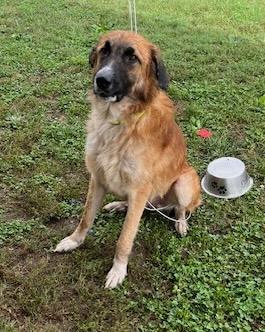 Whiskey, a Adoptable mixed breed in Rogersville, TN image 6/6