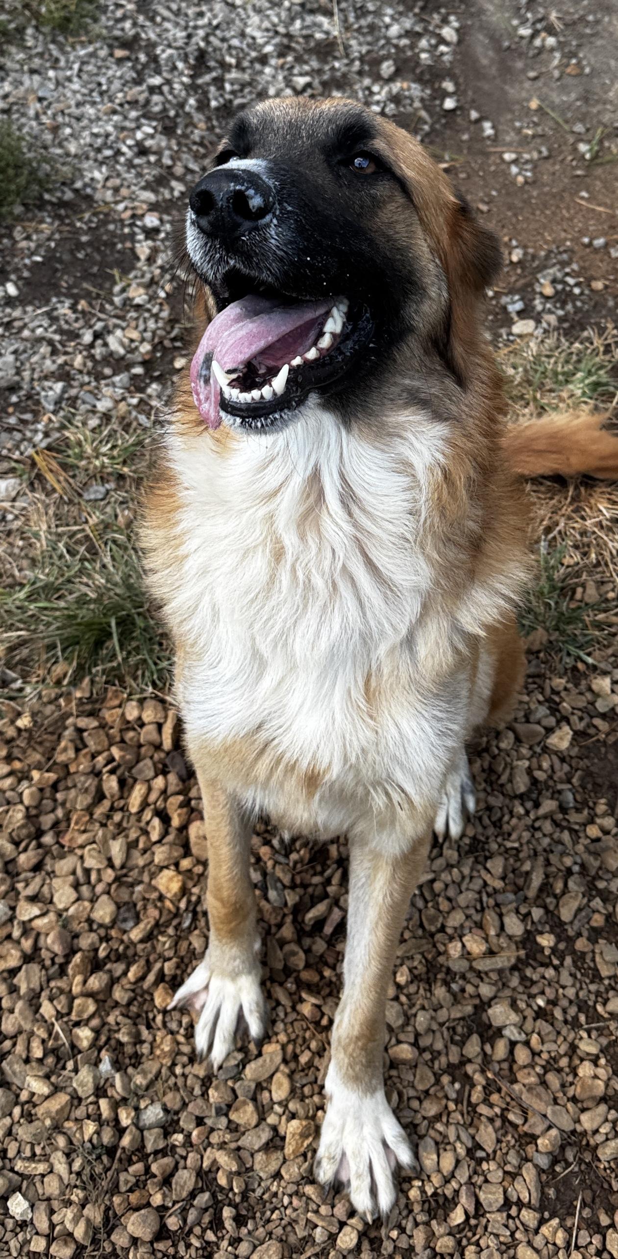 Whiskey, a Adoptable mixed breed in Rogersville, TN image 4/6