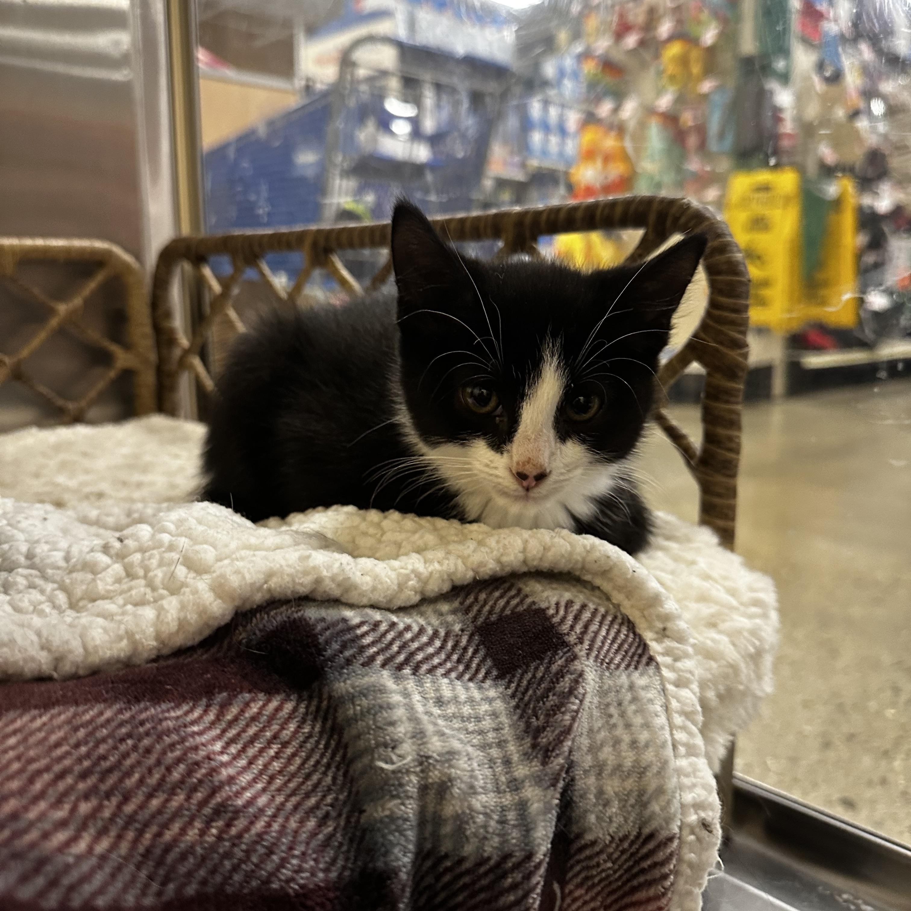 Enlarge Rufus, an adopted Domestic Short Hair in Missoula, MT image 1/1