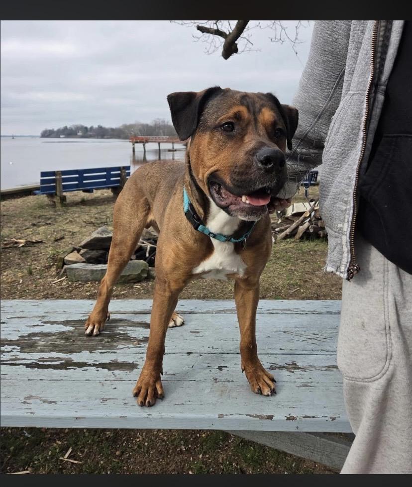 Enlarge Travis, a ADOPTABLE mixed breed in Philadelphia, PA image 5/6