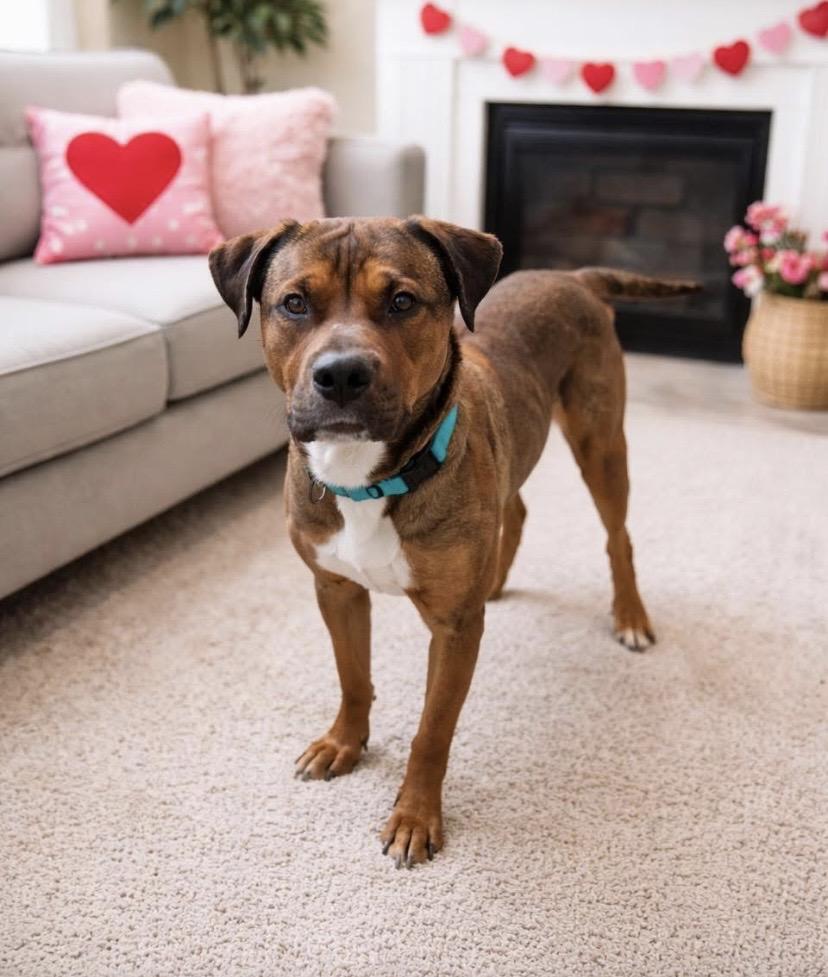 Enlarge Travis, a ADOPTABLE mixed breed in Philadelphia, PA image 2/6