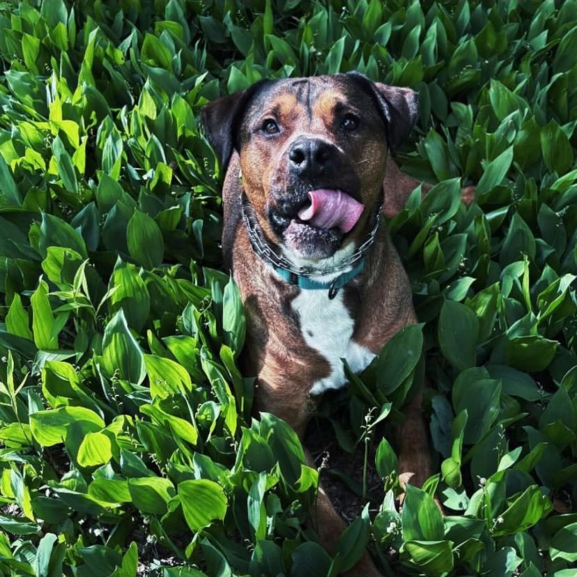 Travis, a ADOPTABLE mixed breed in Philadelphia, PA image 2/6