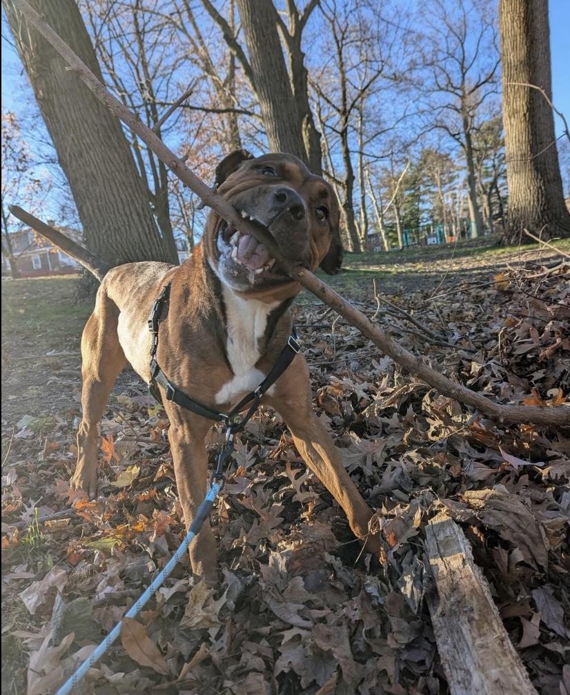 Travis, a ADOPTABLE mixed breed in Philadelphia, PA image 1/4