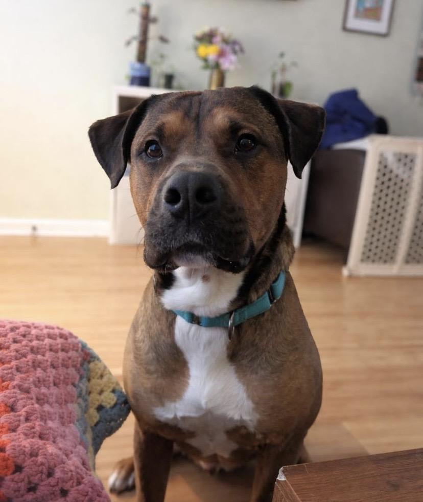 Travis, ADOPTABLE, Adult Male Pit Bull Terrier.