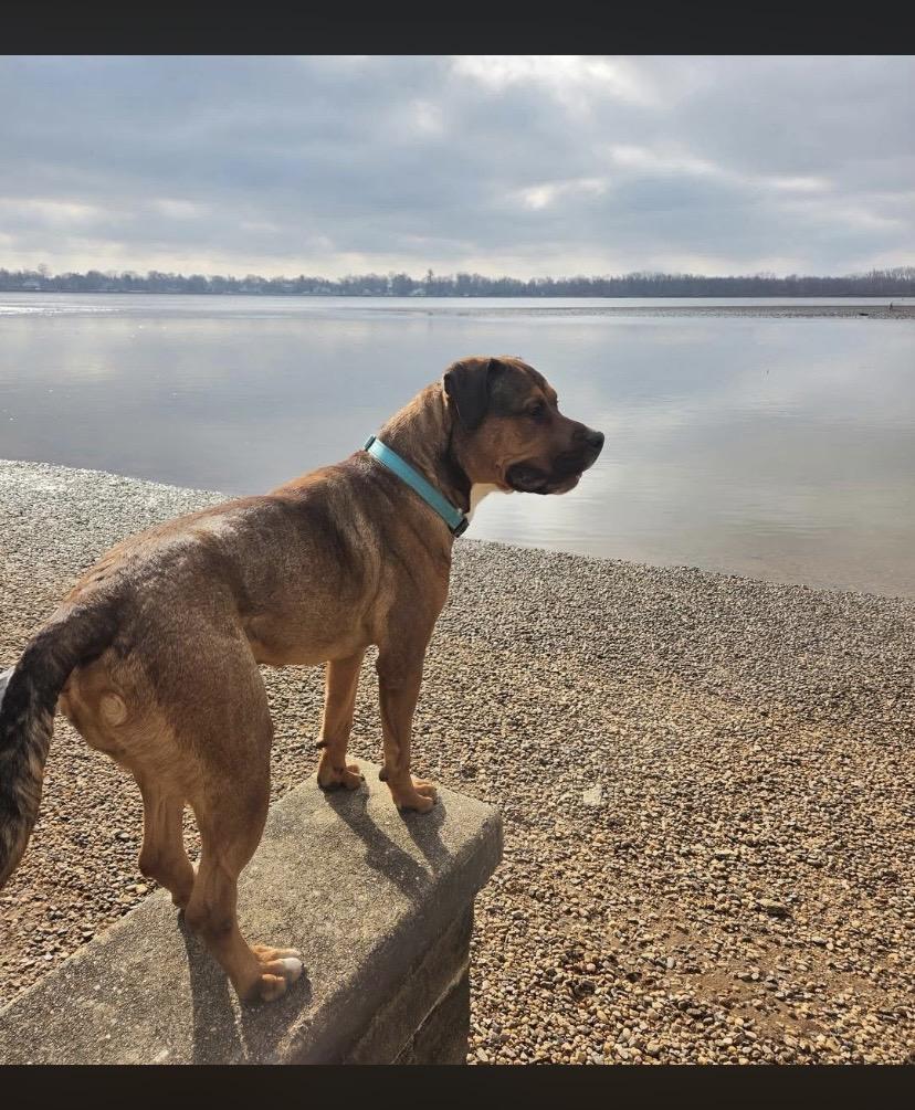 Enlarge Travis, a ADOPTABLE mixed breed in Philadelphia, PA image 6/6