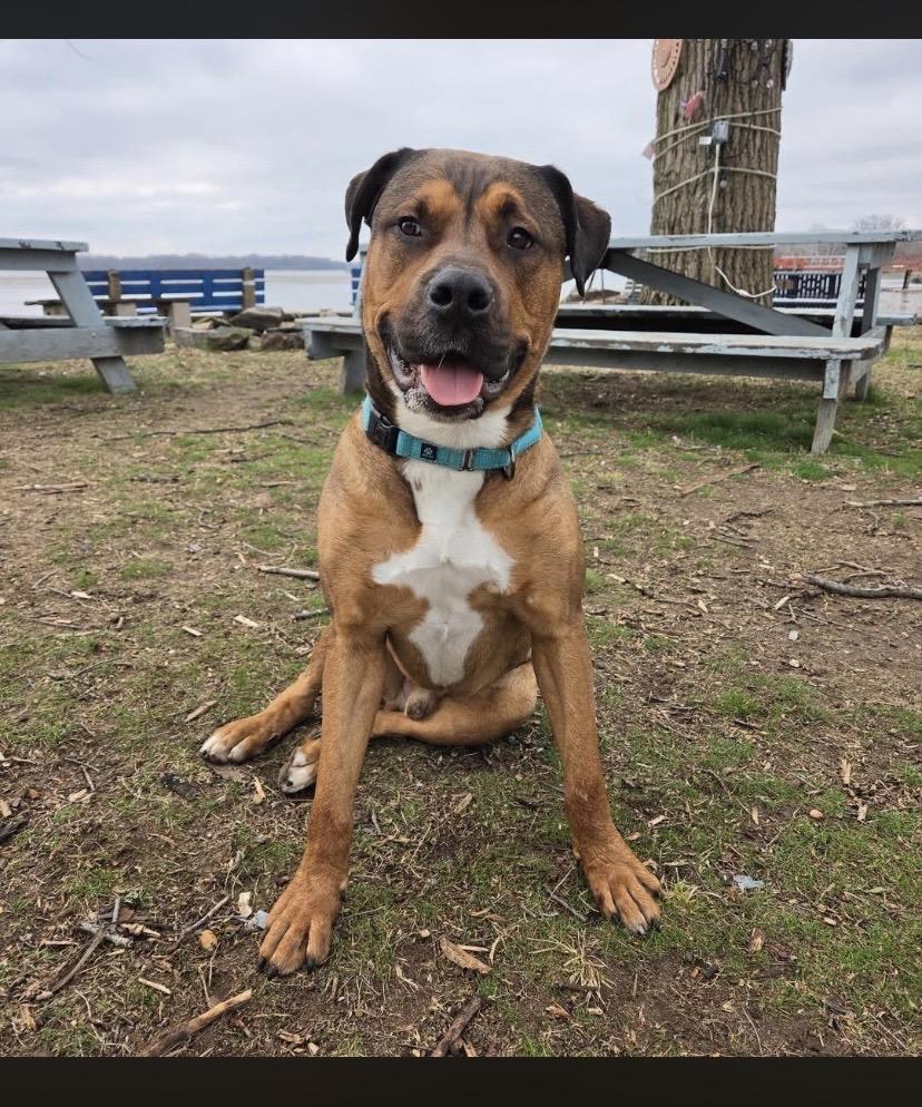 Travis, ADOPTABLE, Adult Male Rottweiler & Pit Bull Terrier.