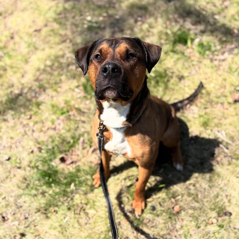 Travis, a ADOPTABLE mixed breed in Philadelphia, PA image 3/6