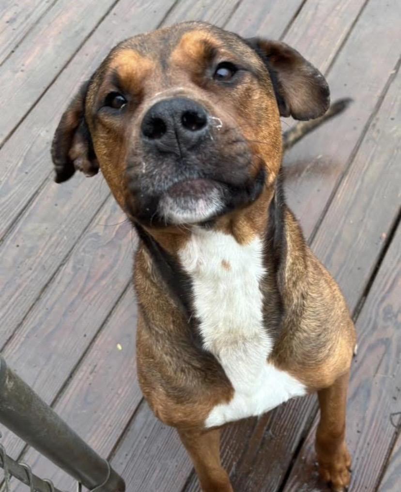 Enlarge Travis, a ADOPTABLE mixed breed in Philadelphia, PA image 6/6