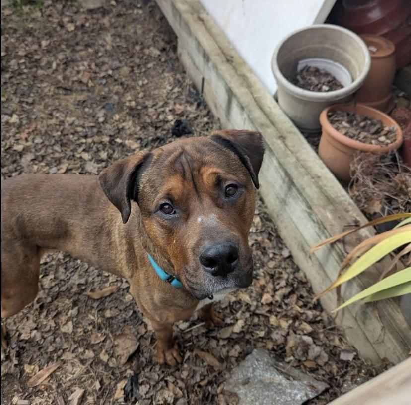 Travis, ADOPTABLE, Adult Male Pit Bull Terrier.