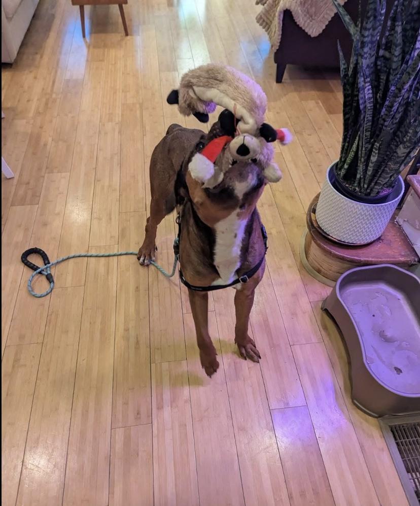 Travis, a ADOPTABLE mixed breed in Philadelphia, PA image 2/4