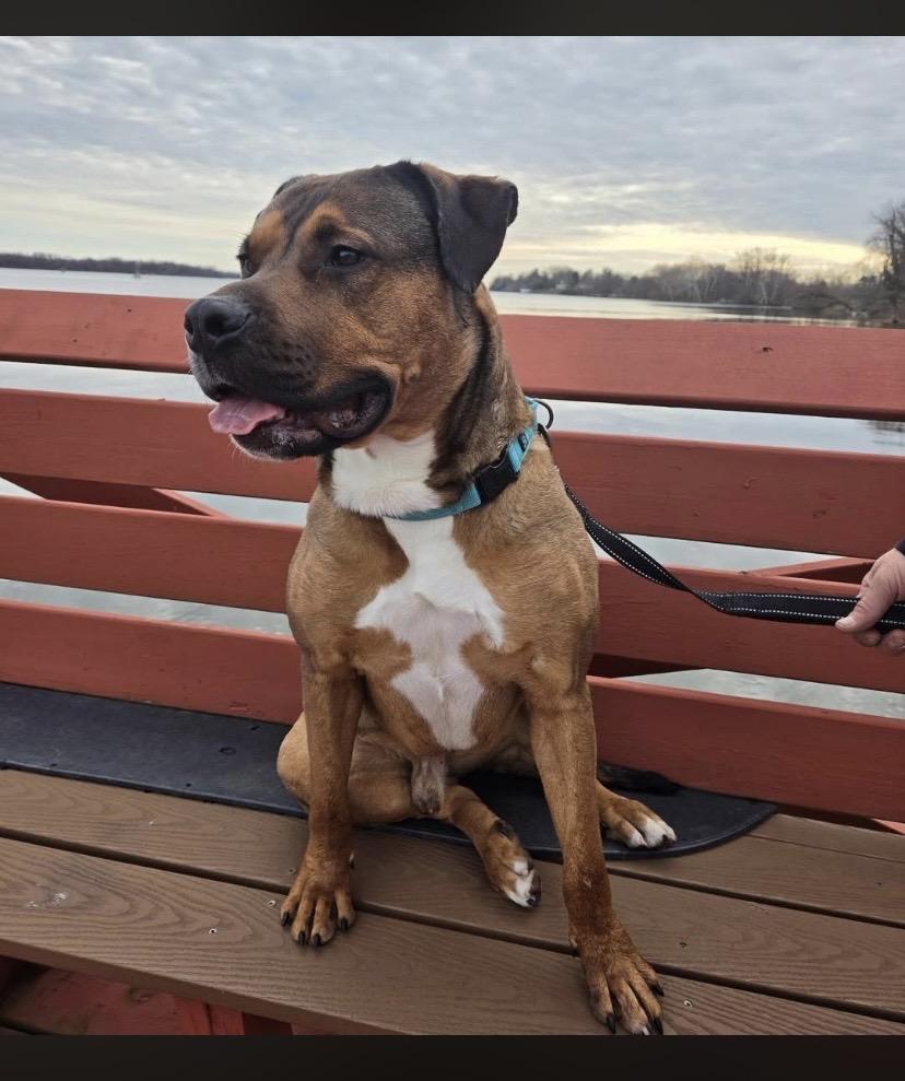 Enlarge Travis, a ADOPTABLE mixed breed in Philadelphia, PA image 3/6