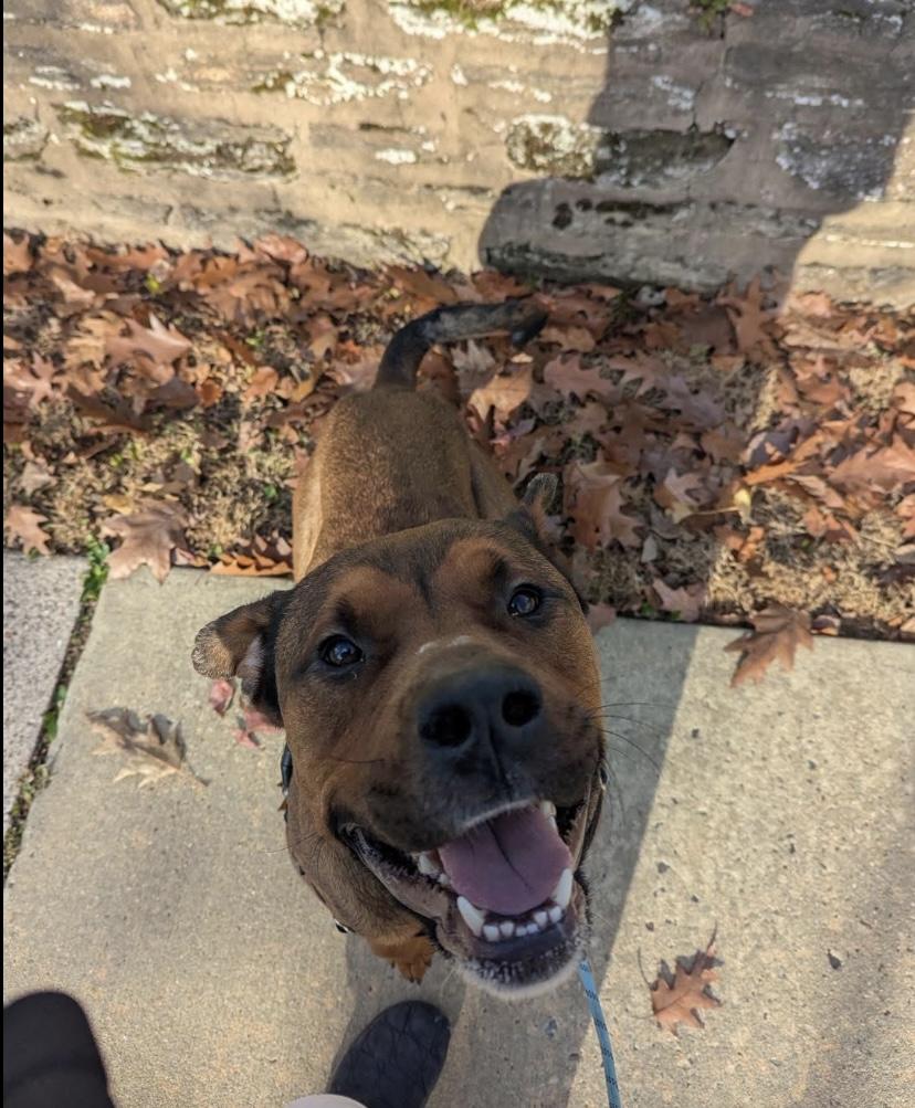 Travis, a ADOPTABLE mixed breed in Philadelphia, PA image 3/4