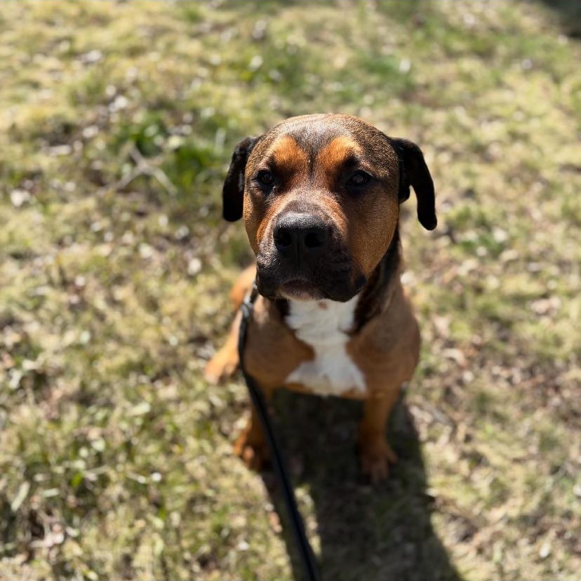 Travis, a ADOPTABLE mixed breed in Philadelphia, PA image 5/6