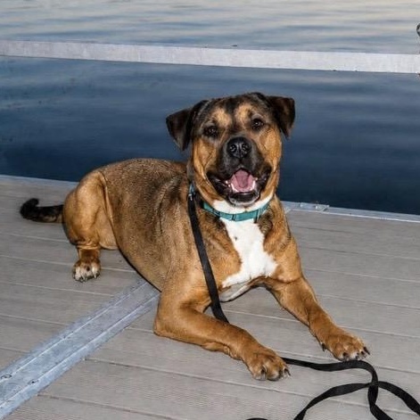 Travis, a ADOPTABLE mixed breed in Philadelphia, PA image 1/6