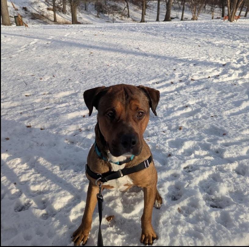 Enlarge Travis, a ADOPTABLE mixed breed in Philadelphia, PA image 5/6