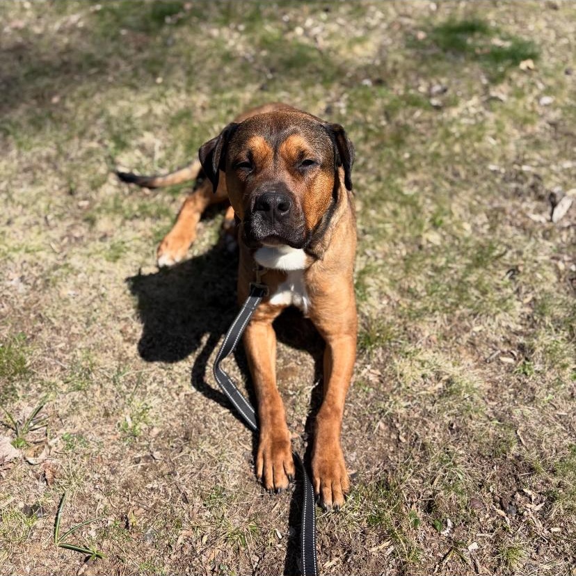Travis, a ADOPTABLE mixed breed in Philadelphia, PA image 6/6