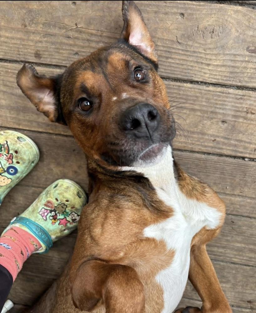 Travis, a ADOPTABLE mixed breed in Philadelphia, PA image 4/4