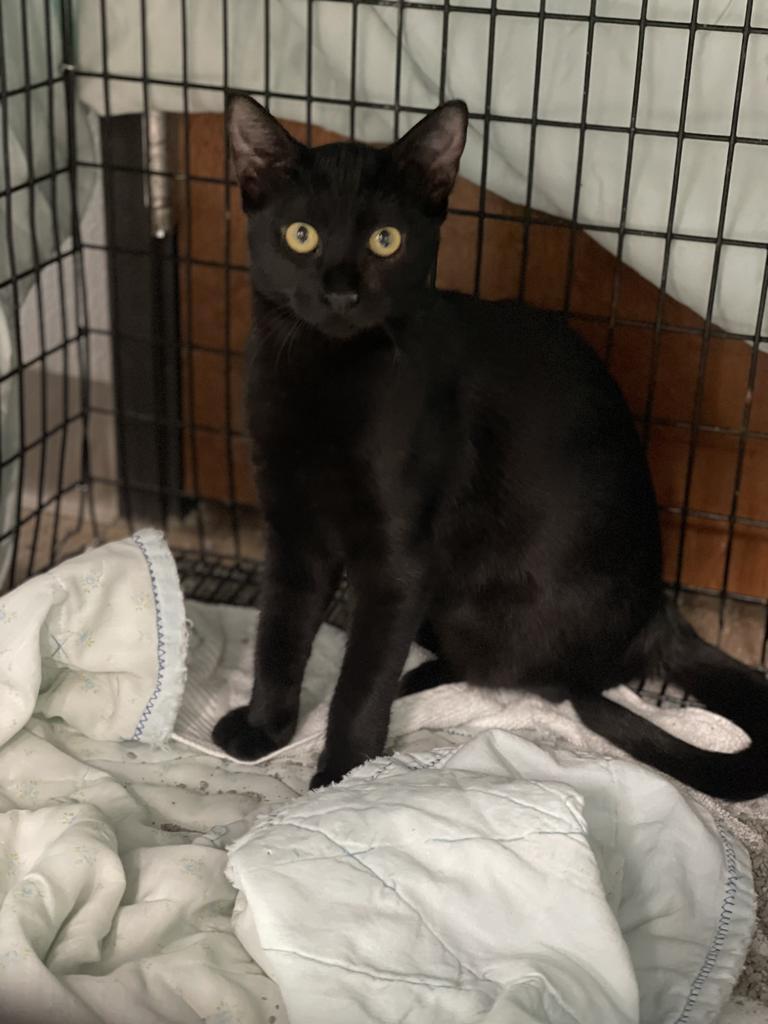 Enlarge Ember, a Adoptable mixed breed in Corpus Christi, TX image 2/3