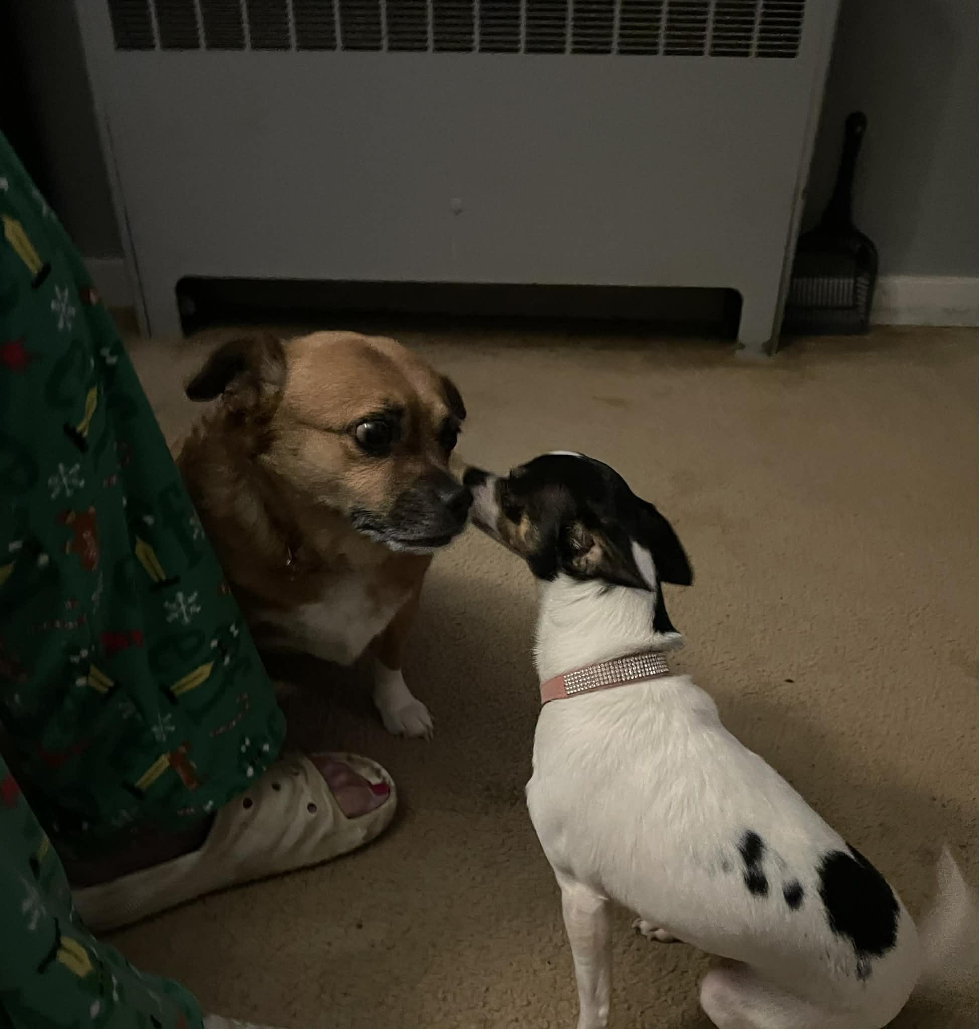 Enlarge Little Shiloh, a Adoptable mixed breed in Blue Bell, PA image 4/6