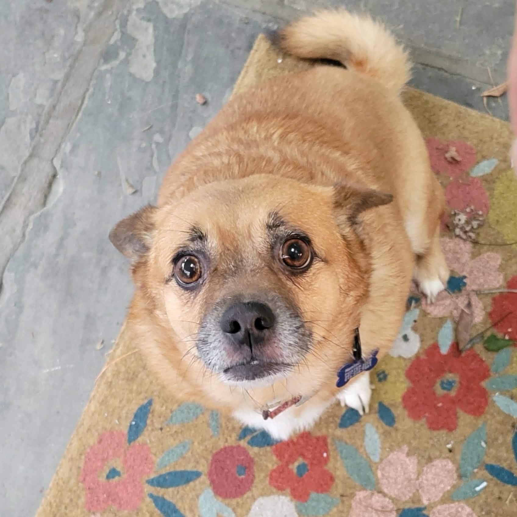 Enlarge Little Shiloh, a Adoptable mixed breed in Blue Bell, PA image 1/6