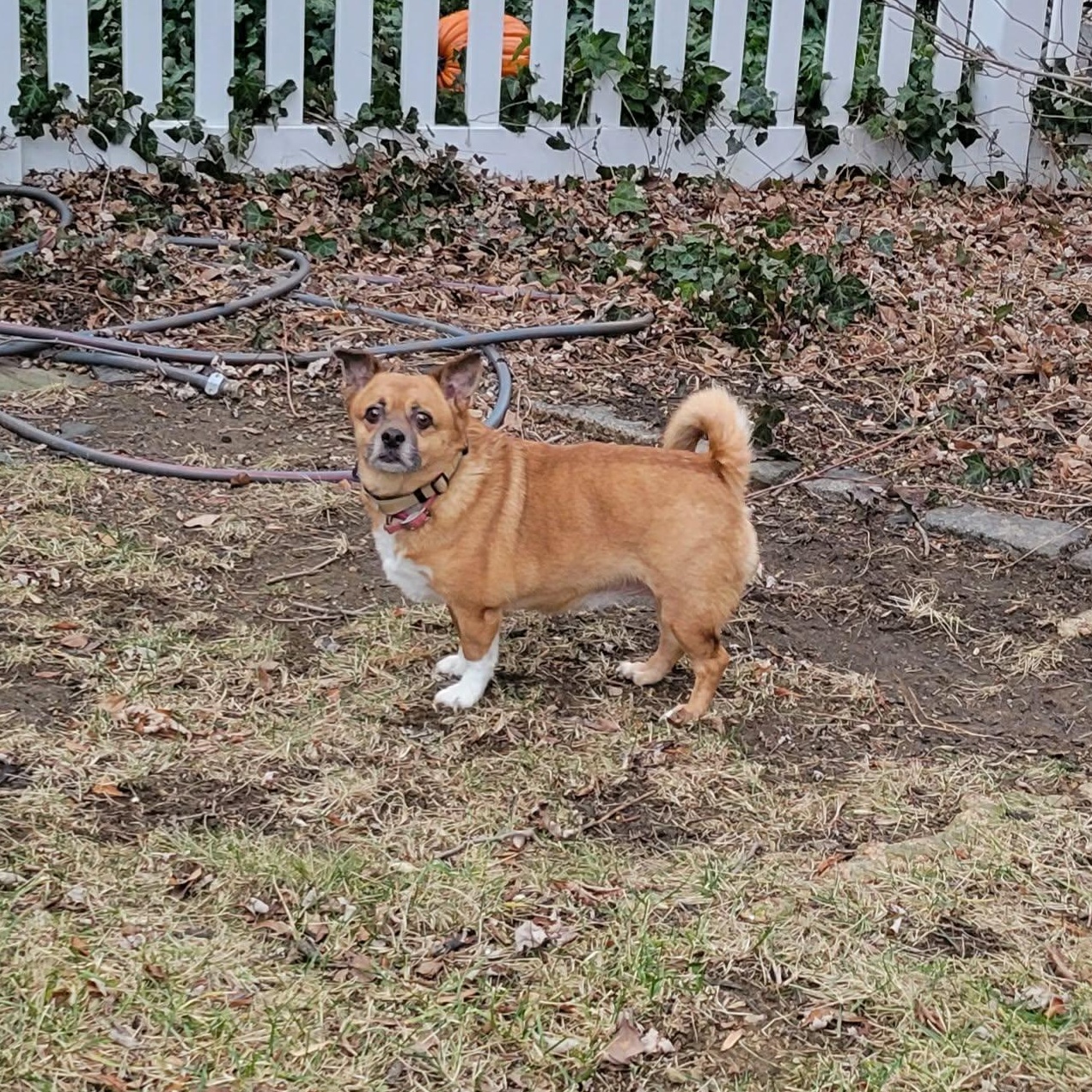 Enlarge Little Shiloh, a Adoptable mixed breed in Blue Bell, PA image 6/6