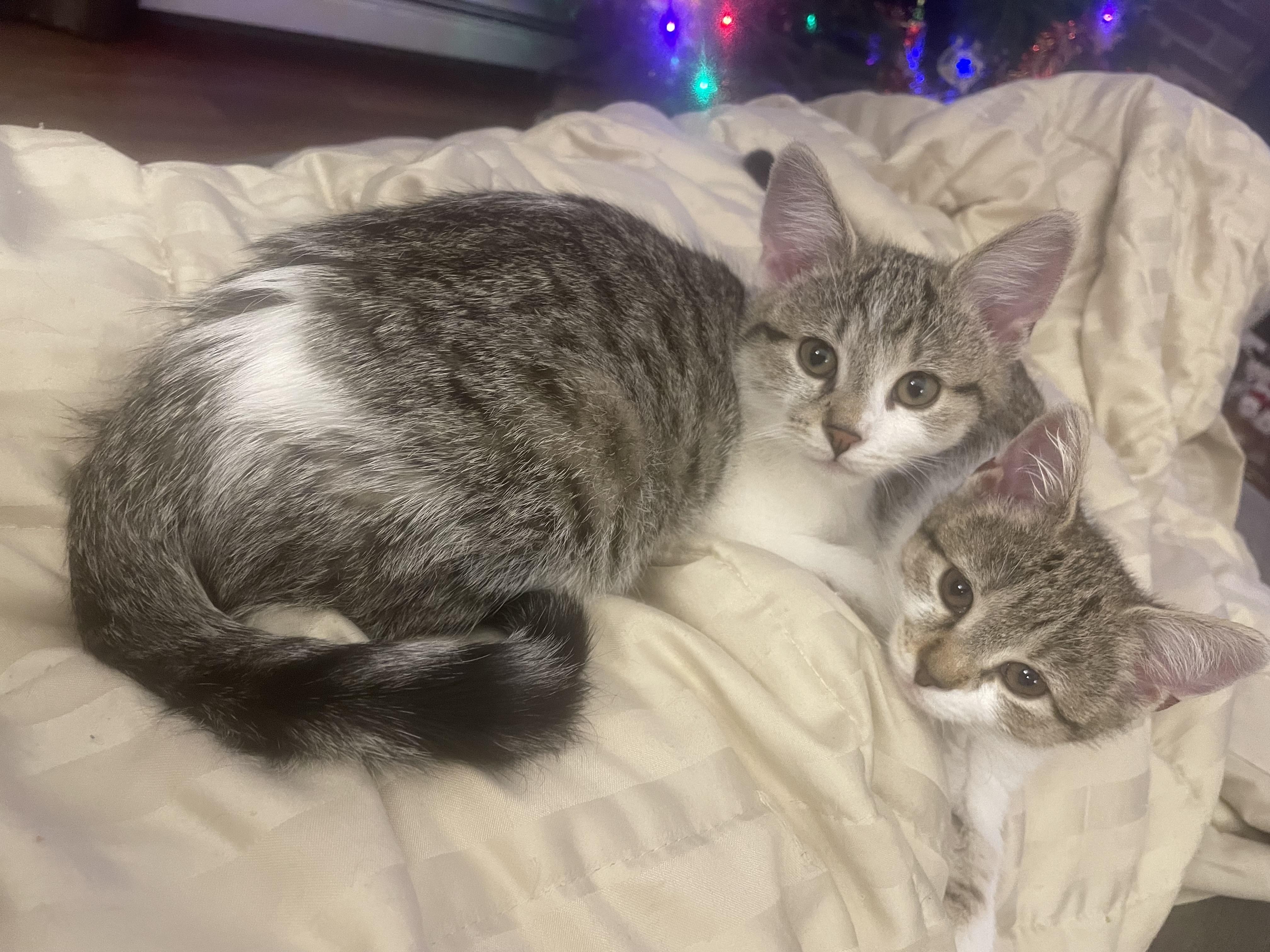 Daisy, Adopted, Young Female Domestic Short Hair.