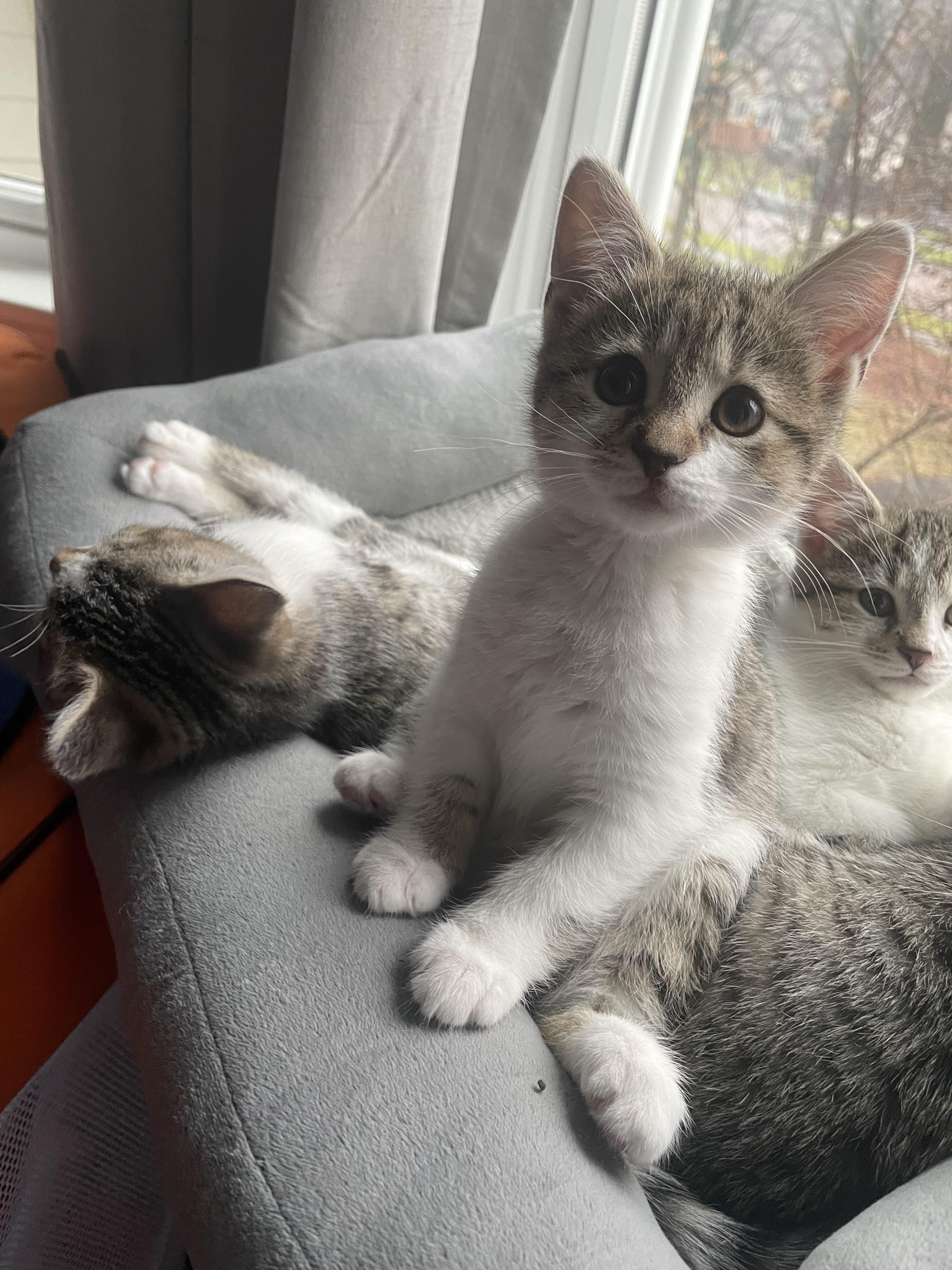 Enlarge Daisy, a Adopted Domestic Short Hair in Burlington, VT image 2/4