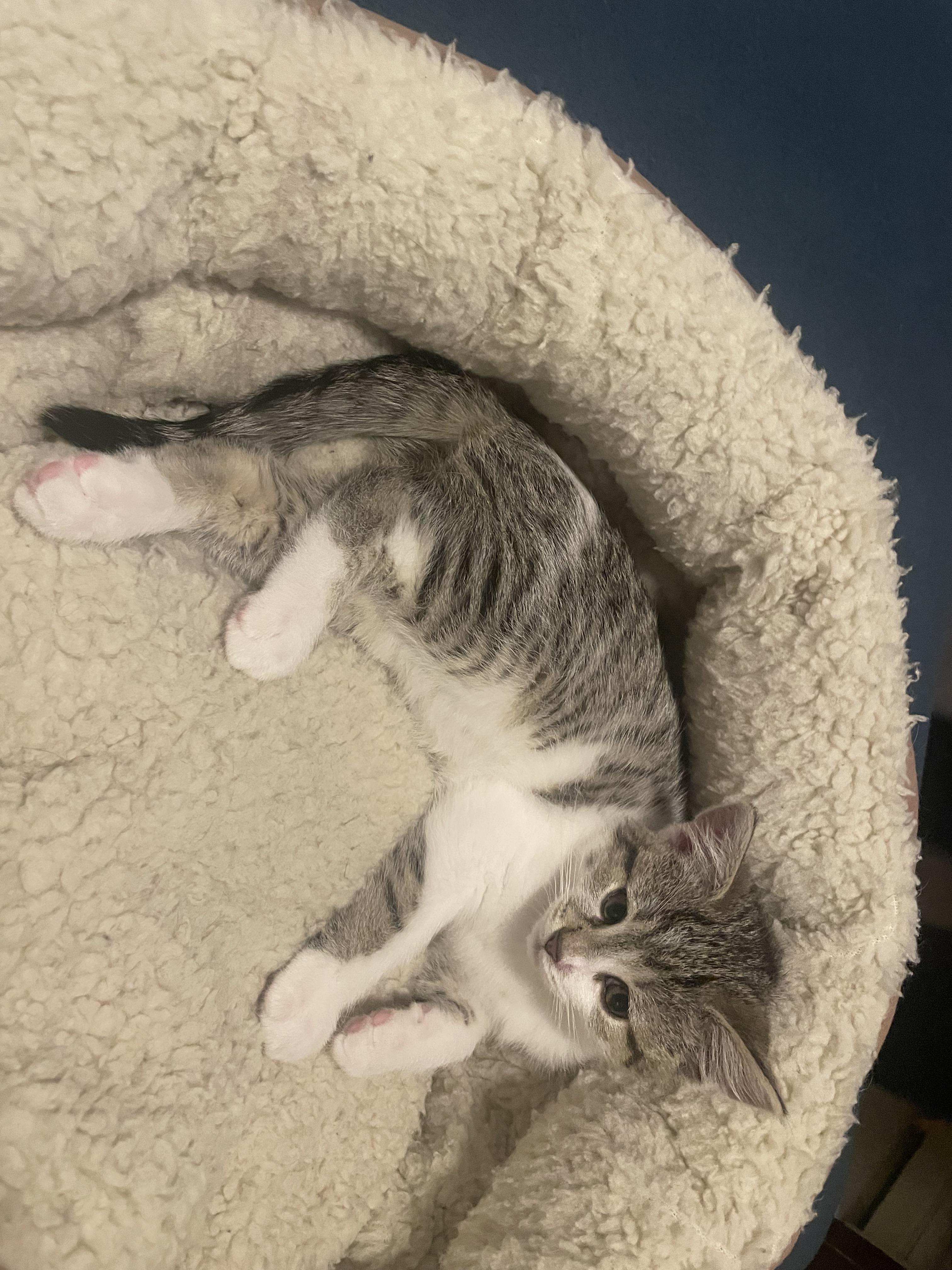 Enlarge Daisy, a Adopted Domestic Short Hair in Burlington, VT image 4/4