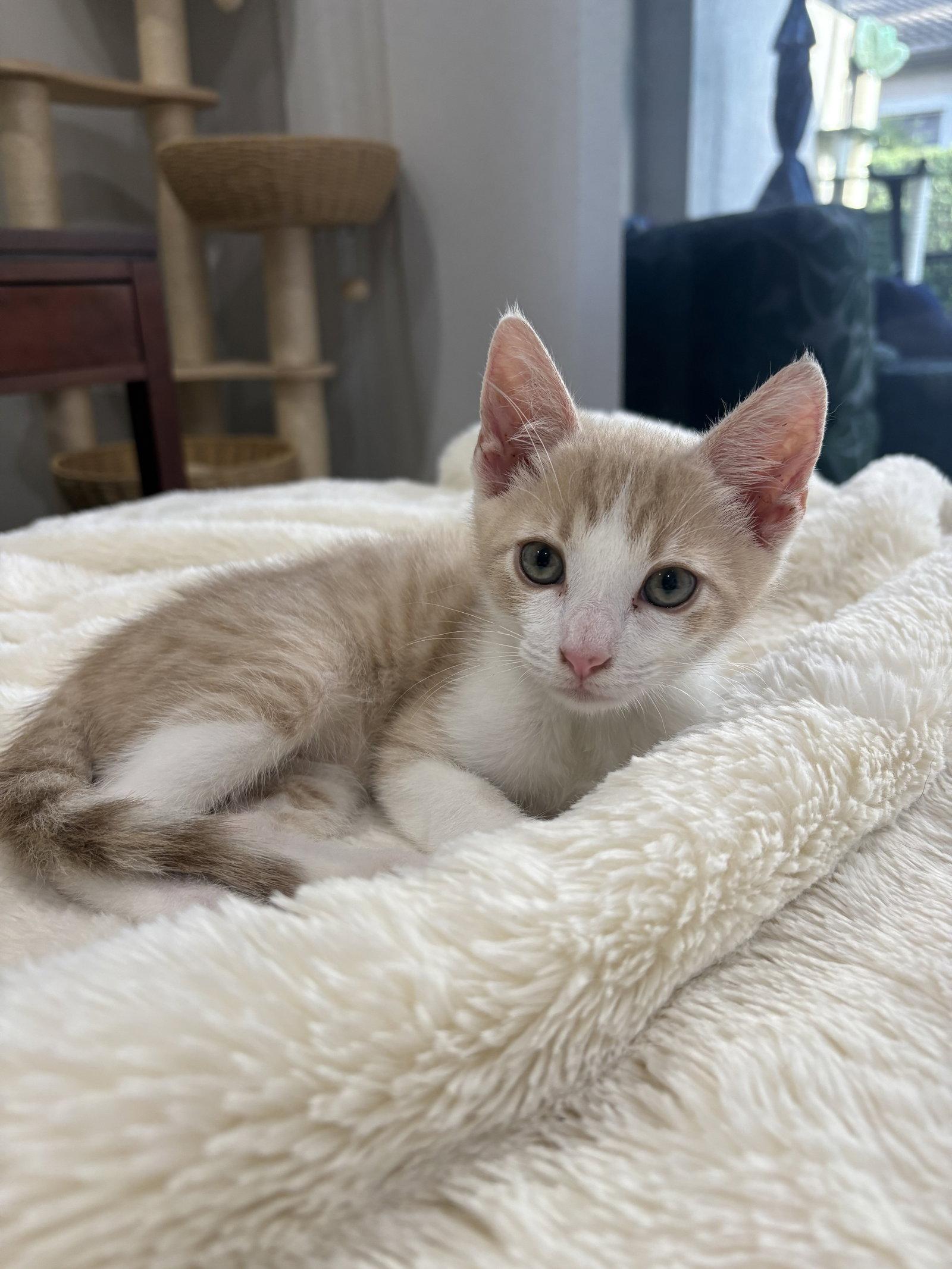 Enlarge Gregory, a Adopted Domestic Short Hair in West Palm Beach, FL image 1/3