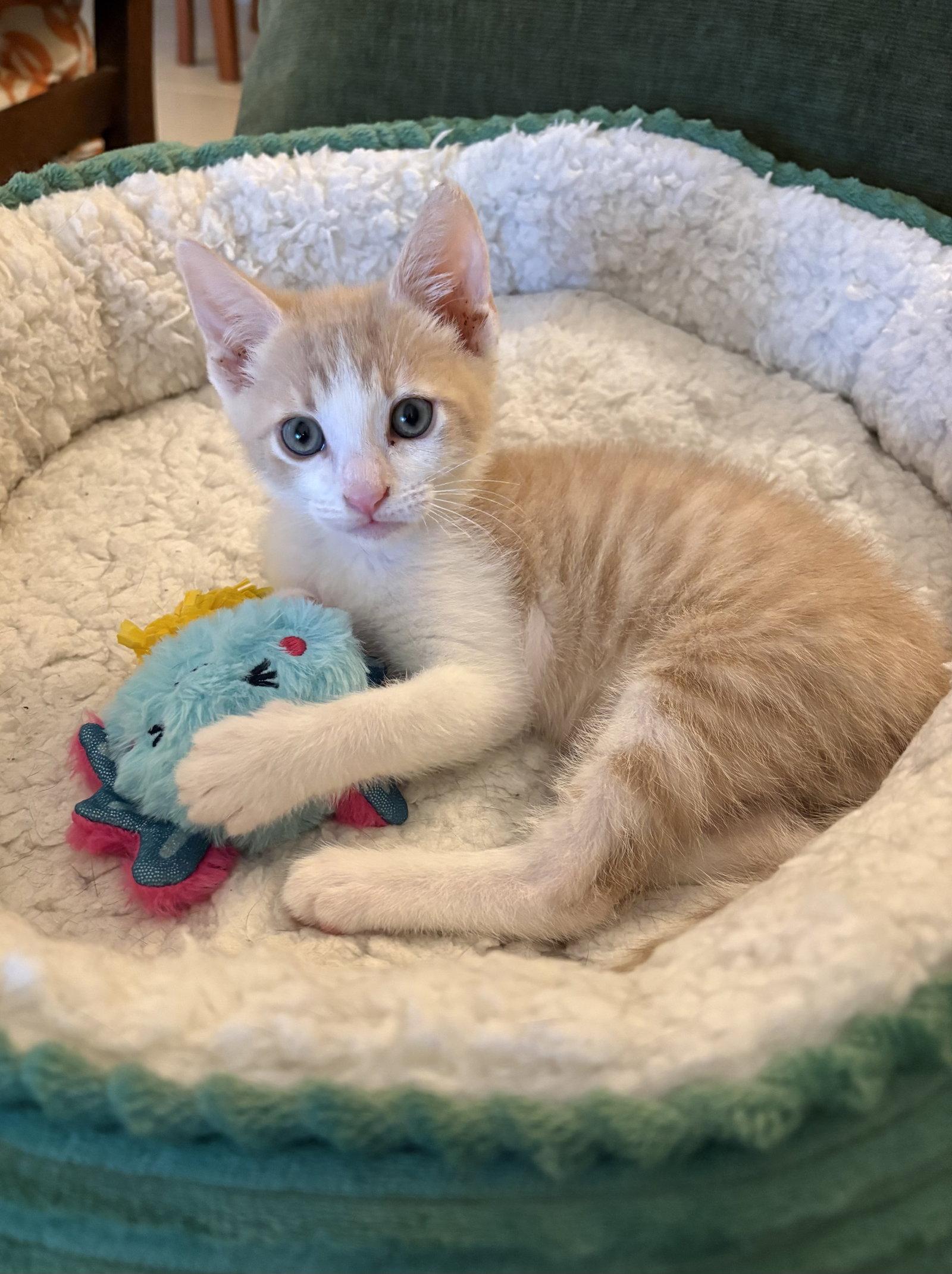 Enlarge Gregory, a Adopted Domestic Short Hair in West Palm Beach, FL image 2/3