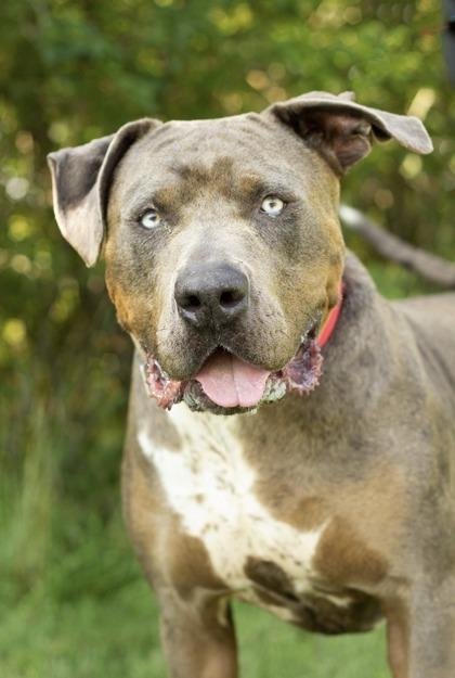 Swoop, Adoptable, Adult Male Mixed Breed.