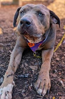 Swoop, a Adoptable Mixed Breed in Hamilton, OH image 4/4