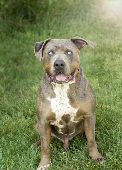 Swoop, a Adoptable Mixed Breed in Hamilton, OH image 2/4