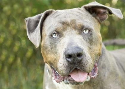 Swoop, a Adoptable Mixed Breed in Hamilton, OH image 3/4