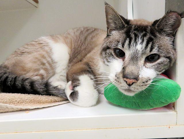 A472042, Adoptable, Senior Male Domestic Short Hair.