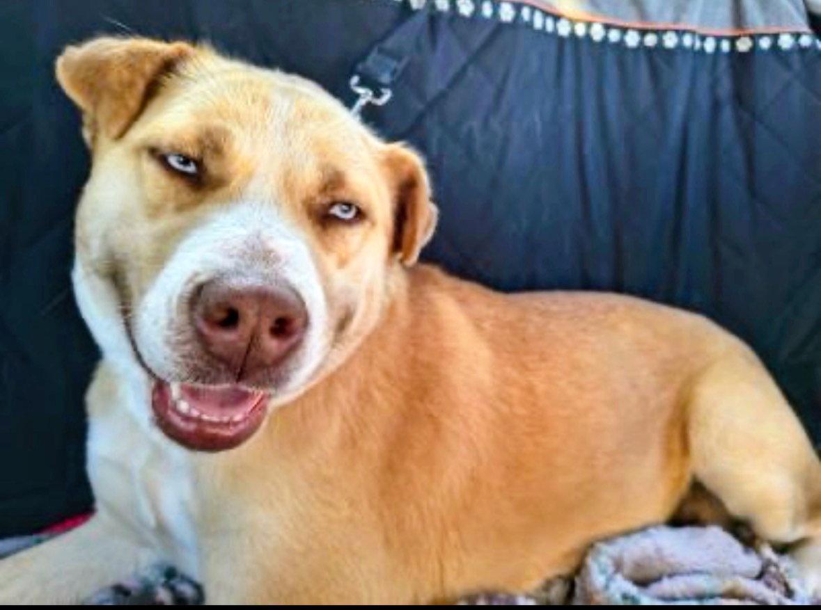 Enlarge Golden lab mix female, a Adoptable Labrador Retriever in Mount Laurel, NJ image 1/3