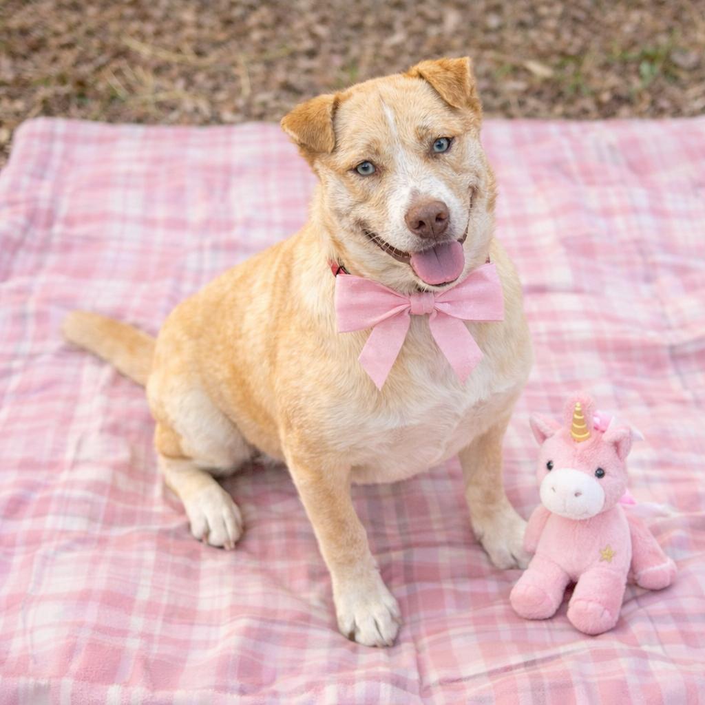 Enlarge Golden lab mix female, a Adoptable Labrador Retriever in Mount Laurel, NJ image 2/3