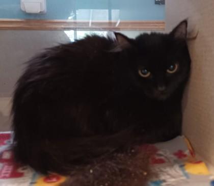 Enlarge Karma, a Adoptable Domestic Long Hair in Stanwood, WA image 1/1