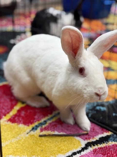 OPAL, a Adoptable New Zealand in Forest Hills, NY image 6/6