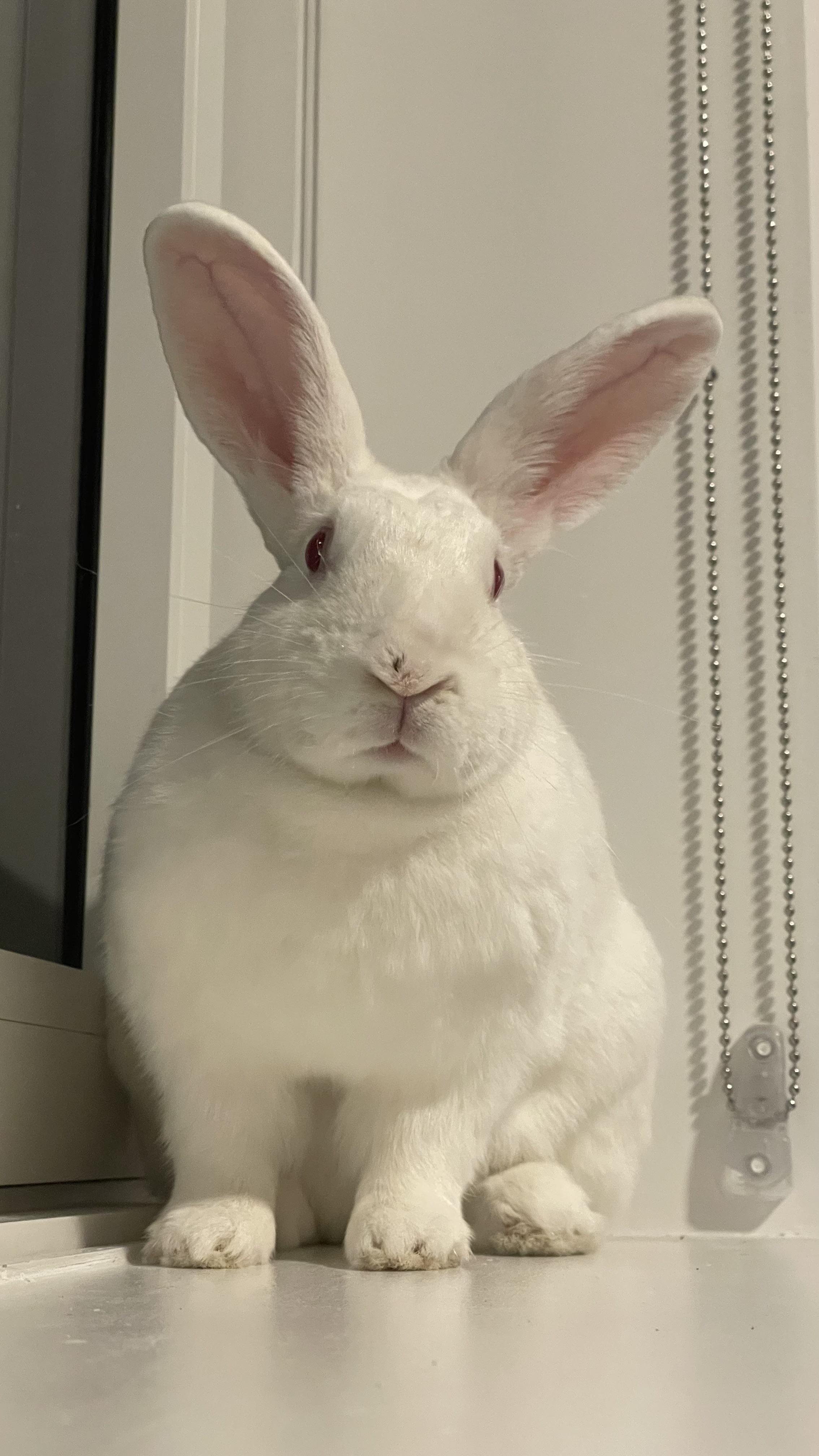 OPAL, a Adoptable New Zealand in Forest Hills, NY image 1/6