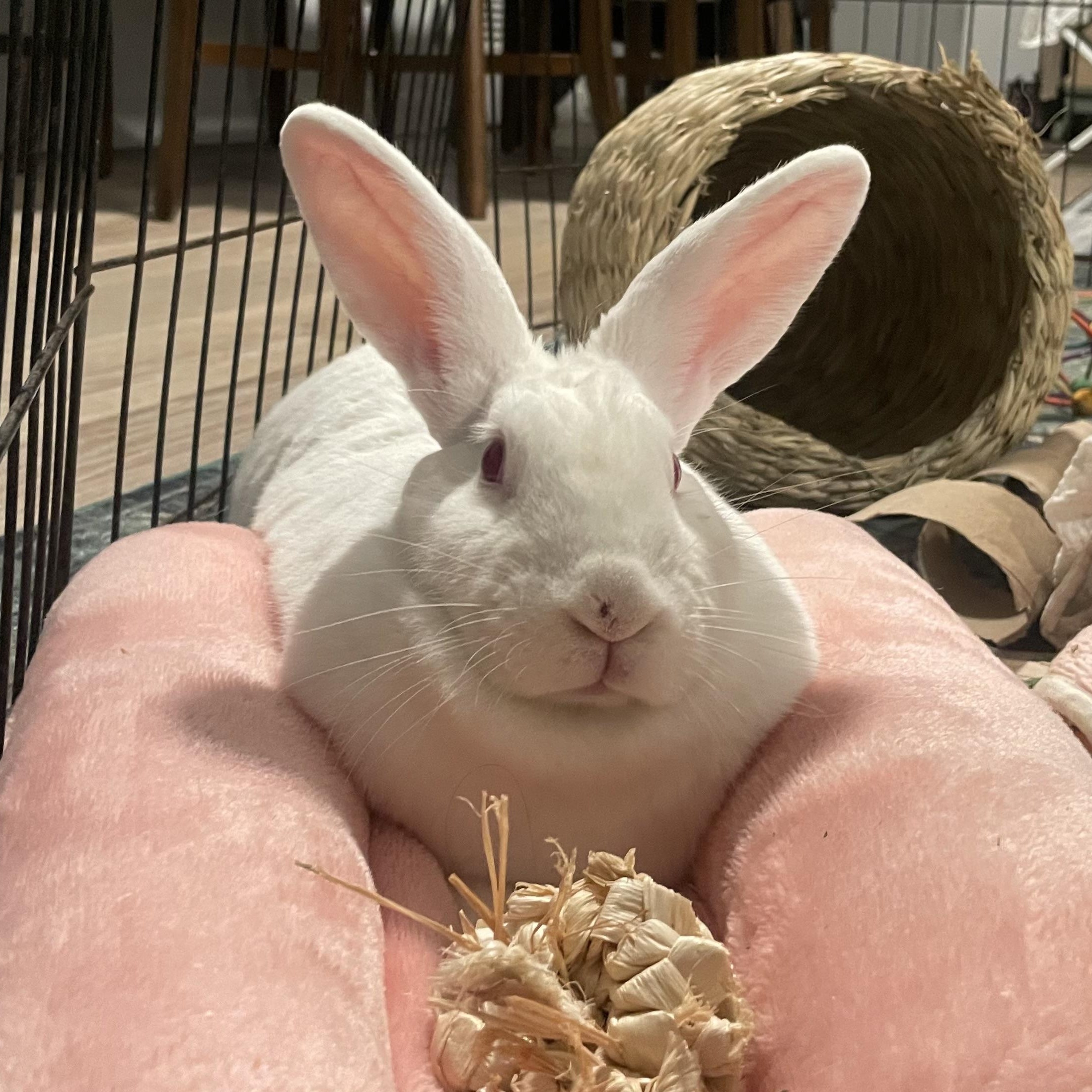 OPAL, a Adoptable New Zealand in Forest Hills, NY image 4/6