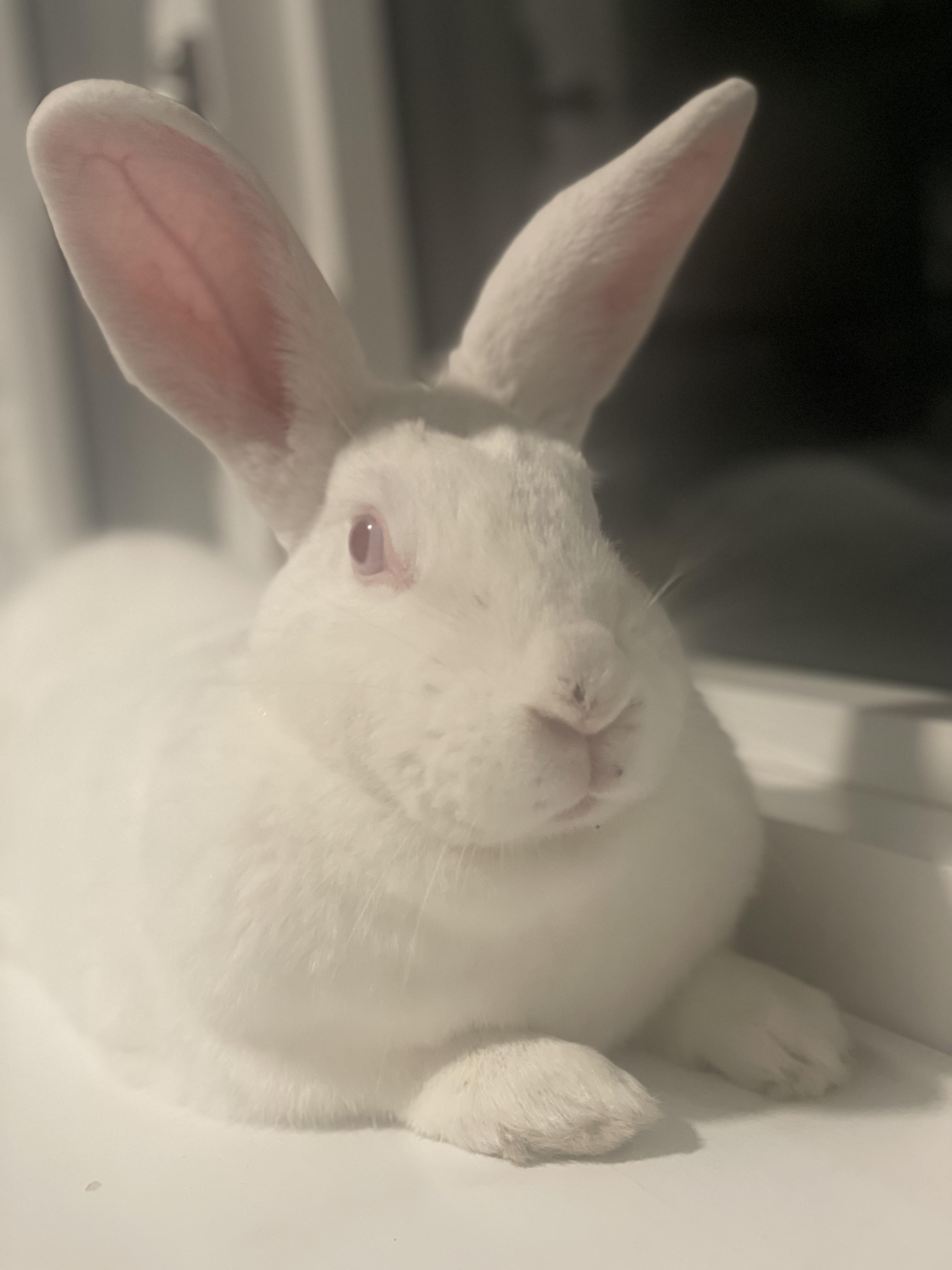 OPAL, a Adoptable New Zealand in Forest Hills, NY image 2/6