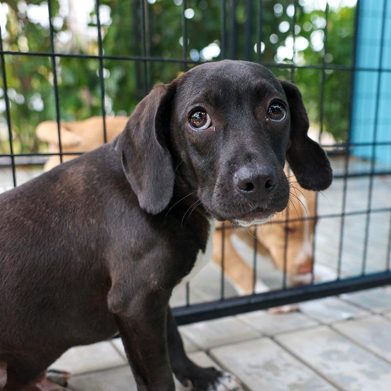 Johnny, Adoptable, Young Male Mixed Breed.