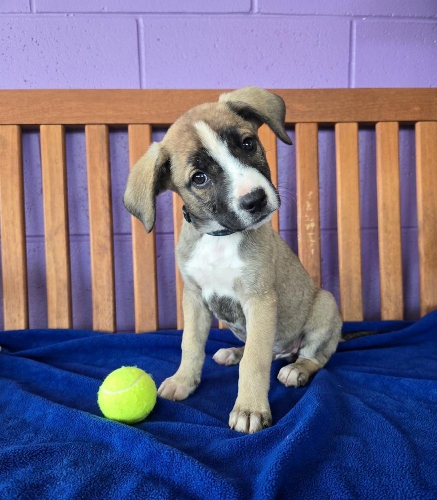 **MURPHY**, Adoptable, Puppy Male Labrador Retriever & Shepherd.